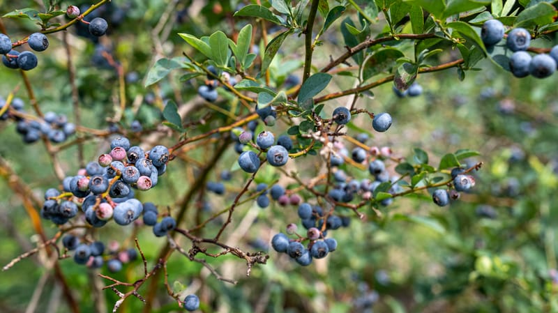 Spring Hill Blueberries 1